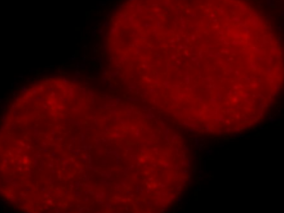      anti- Histone-H3 antibody