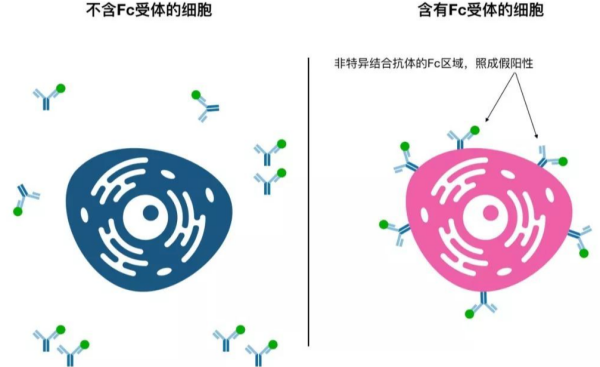 同型对照抗体