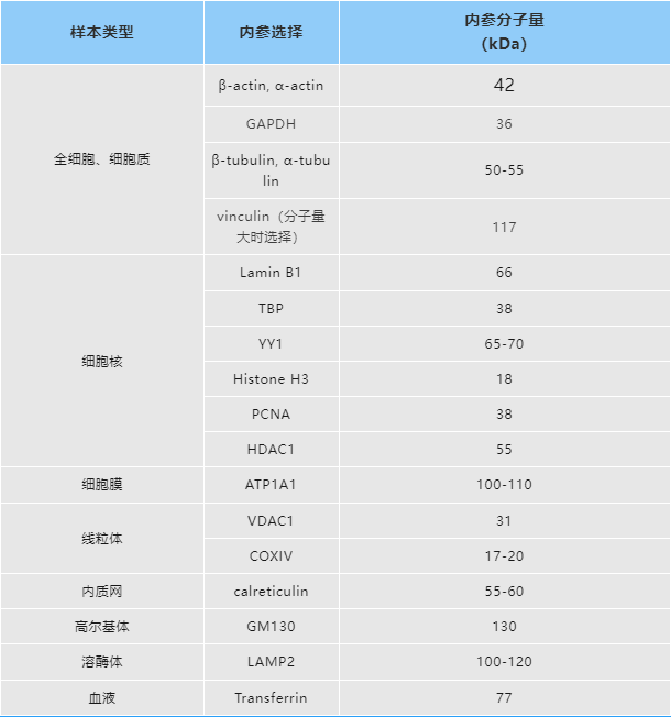 内参抗体选择