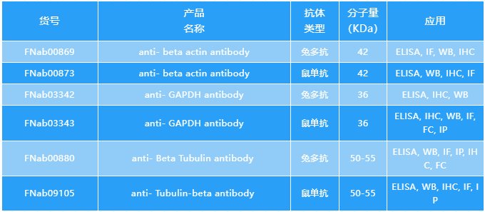 菲恩生物内参抗体