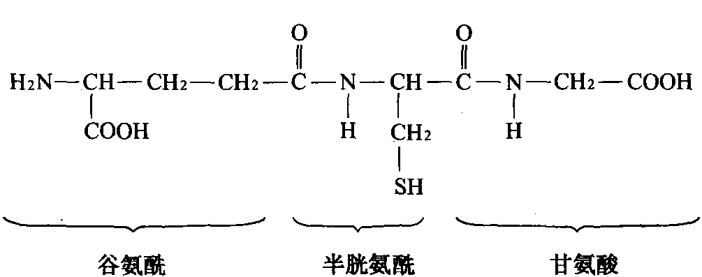 三肽谷胱甘肽(GSH)结构