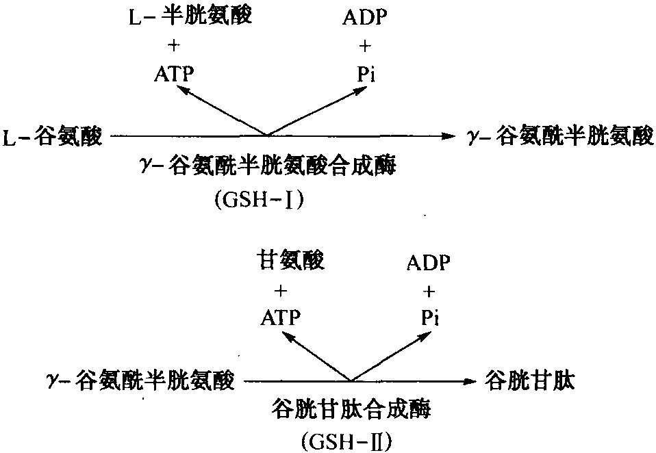 谷胱甘肽的合成