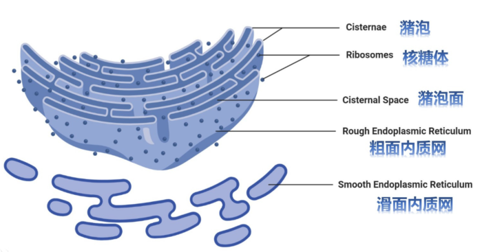 内质网形态示意图