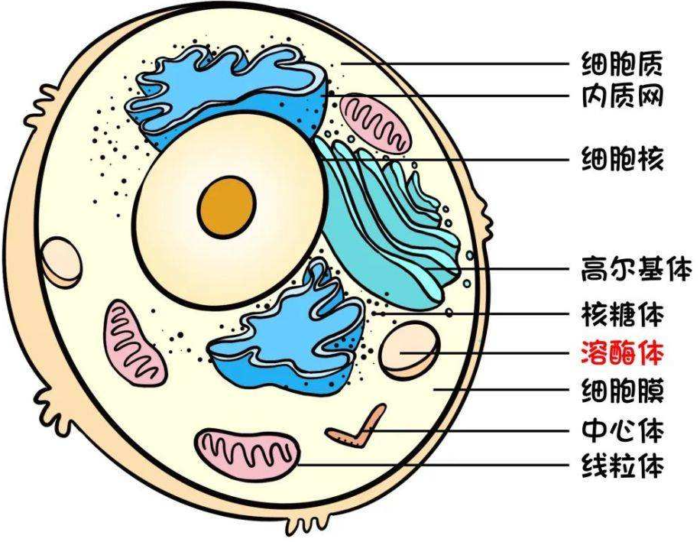 溶酶体