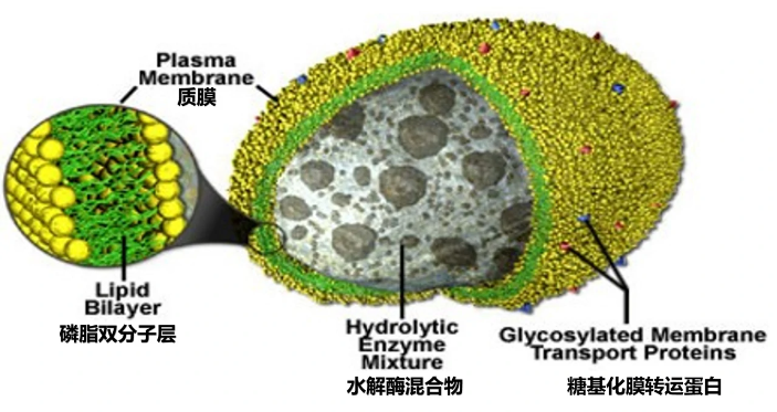 溶酶体水解酶