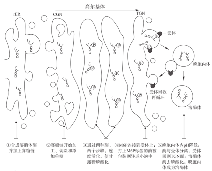 酶体的形成过程