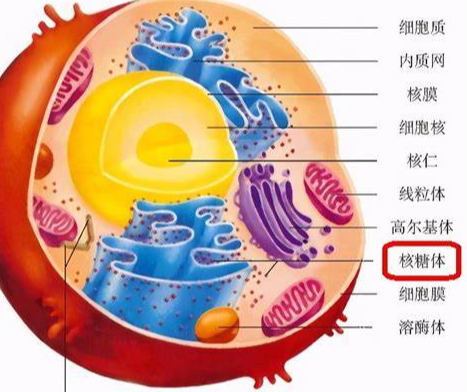 细胞结构